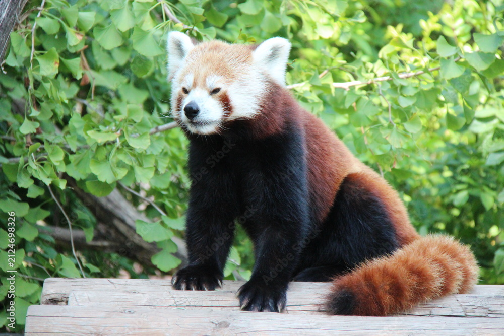 Fototapeta premium red panda in a zoo in vienna in austria 