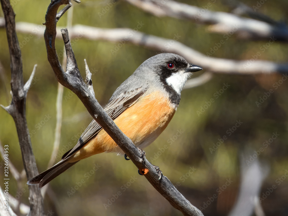 Obraz premium Rufous Whistler (Pachycephala rufiventris) in Australia