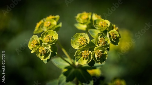 A close up shot of a cluster of small yellow green flowers known as euphorbia, featuring unique cup shaped bracts and tiny central florets, captured in sharp focus against a soft dark green background