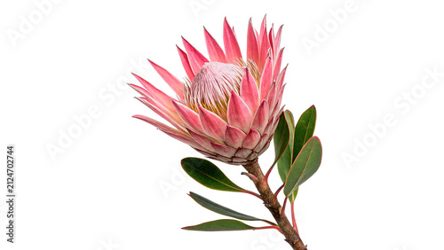 Fotografía Beautiful exotic pink king protea flower blooming bud isolated on transparent ba
