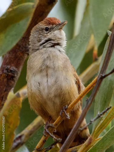 Fotografie Spinifexbird (Poodytes carteri) in Australia