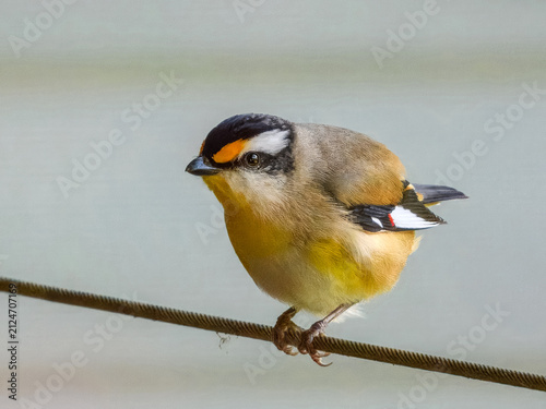Striated Pardalote (Pardalotus striatus) in Australia