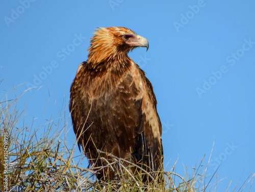 Wedge-tailed Eagle (Aquila audax) in Australia
