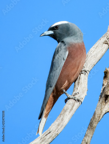 White-browed Woodswallow (Artamus superciliosus)