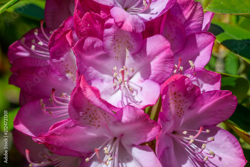 фотографія Vertical close-up view of vibrant pink rhododendron flowers blooming in clusters