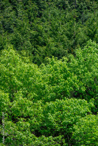 Foto Vertical scenic view of a vibrant contrast between fresh green deciduous trees i
