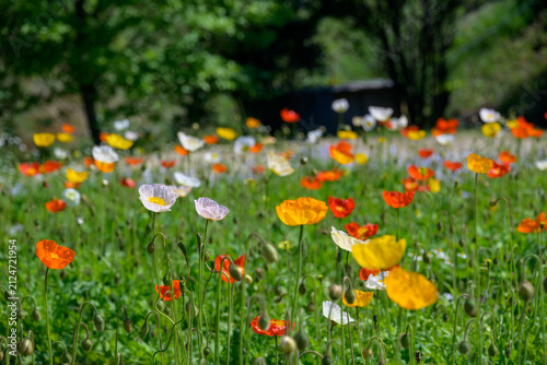 Scenic landscape view of a blooming flower field with colorful poppies in vibrant orange, yellow, and white under soft spring sunlight