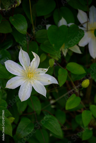 Vertical scenic view of an elegant white clematis flower blooming amidst lush green leaves and vines in spring