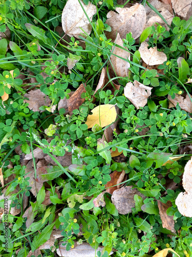 Overhead view of scattered autumn leaves covering green grass.