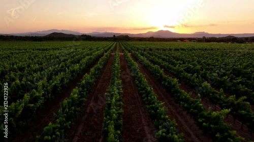 Aerial view of vineyard field at sunset in Sardinia, Italy