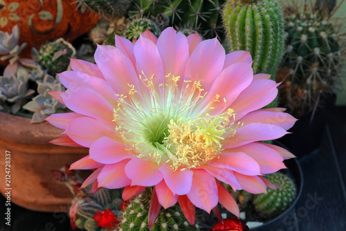 cactus flower in a pot