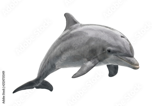 Canvastavla Grey dolphin png Marine dolphin cutout Bottlenose dolphin png Swimming dolphin c