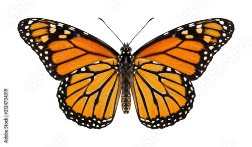 Cuadro en lienzo Vibrant monarch butterfly png Detailed monarch butterfly cutout Orange monarch b