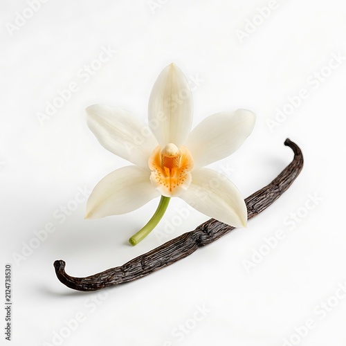 Vanilla flower with dried bean. Fresh orchid blossom and aromatic spice on white background.
