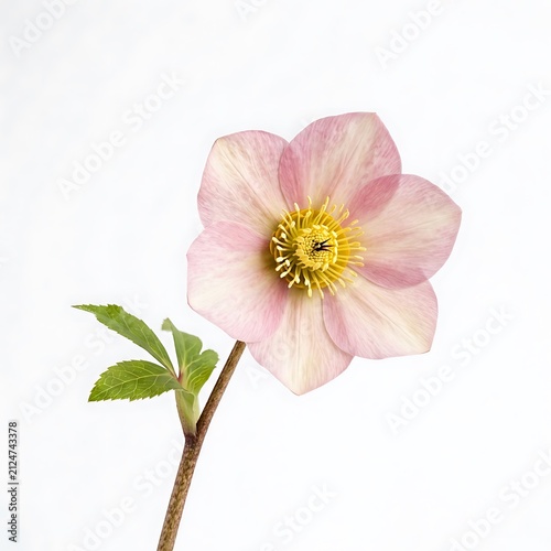 Delicate pink hellebore flower on white. Single winter rose bloom with soft pastel petals.