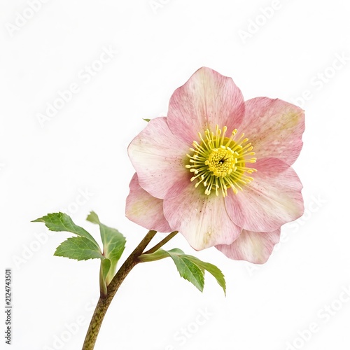 Delicate pink hellebore flower. Isolated winter rose blossom with yellow stamen on white.