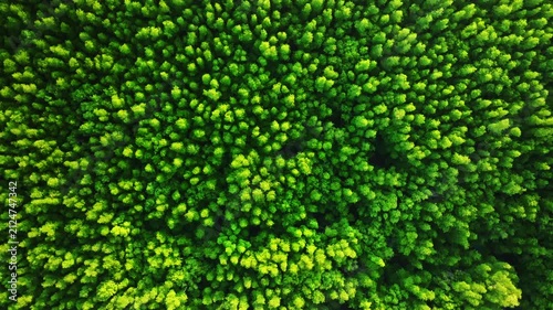 Amazing abundant mangrove forest, Aerial view of forest trees Rainforest ecosystem and healthy environment background, Texture of green trees forest top down, High angle view
