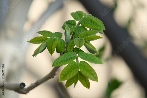 정교한 잎맥 질감을 보여주는 어린 호두나무 잎의 클로즈업 사진 (Close-up of young walnut tree leaves showcasing delicate texture)