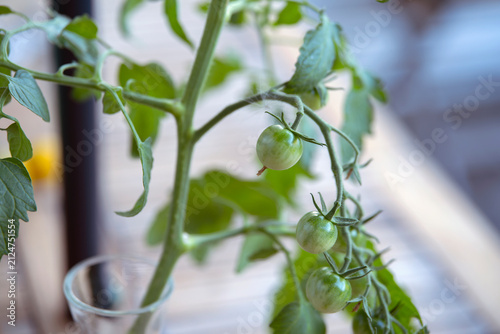 Photography plant in a pot with yomatoesnacka,sverige,sweden,summer,stockholm,