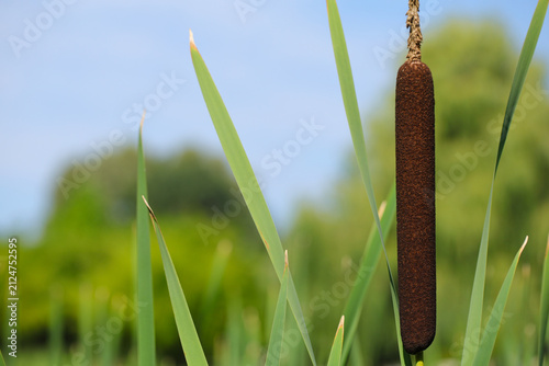 Macro photograph of a cattail (Typha) with copy space.