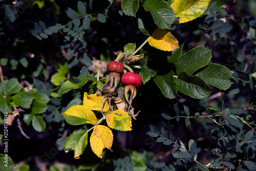 Canvas Print red berries on a treenacka,sverige,sweden,summer,stockholm,