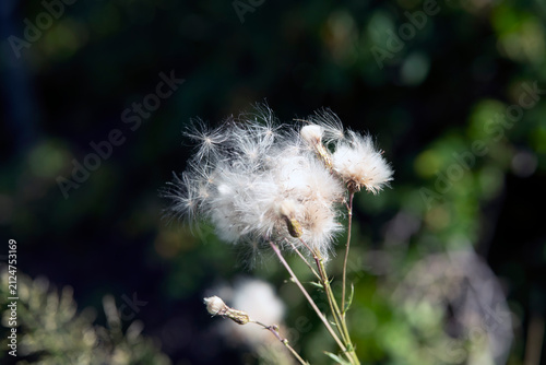 Canvas Print dandelion seed head in the wind, nacka,sverige,sweden,summer,stockholm,