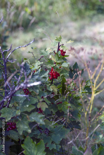 Photography red berries on a bush, nacka,sverige,sweden,summer,stockholm,