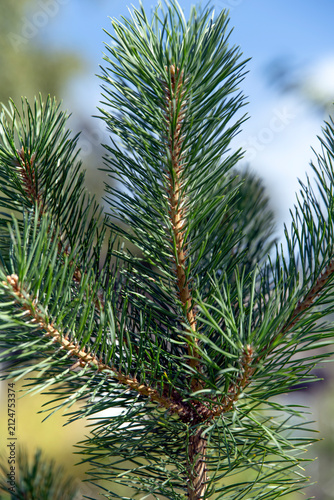 Photography pine tree branches, nacka,sverige,sweden,summer,stockholm,