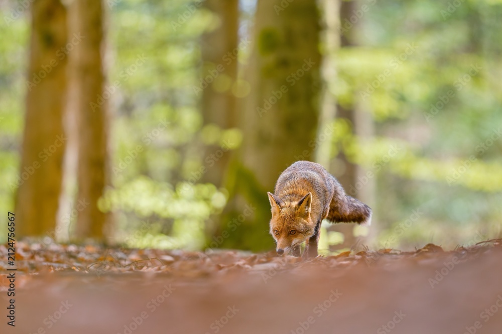 Fototapeta premium A red fox walks during a spring forest. A beautiful red fox in the nature habitat. Vulpes vulpes. 