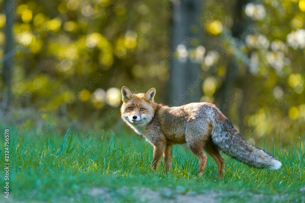 Fototapeta premium A male european red fox stands in the grass a forest in the background. A beautiful red fox in the nature habitat. Vulpes vulpes.