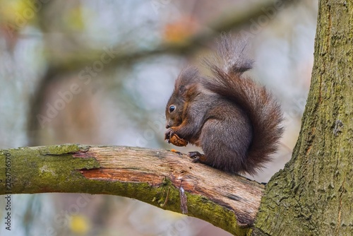 Fotografía A european squirrel sits on a tree and eats a nut