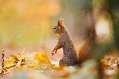 Artistic photo of a squirrel in autumn. A european red squirrel in the nature habitat. Sciurus vulgaris. Wildlife scene with a red squirrel. 