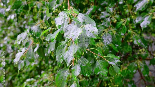 Wet apple tree leaves with rain droplets on the branches.