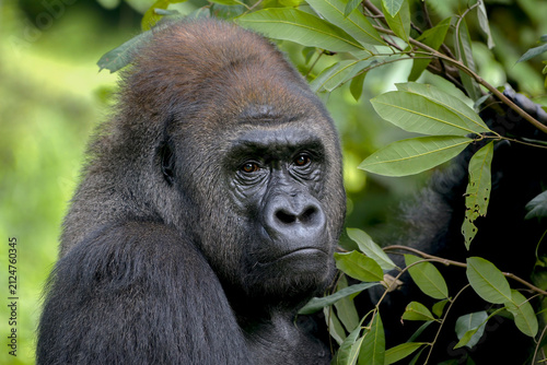 Close up portrait of a pensive male gorilla