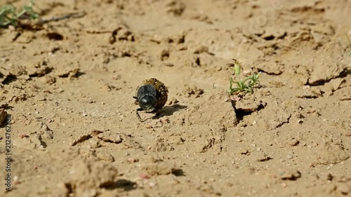 Close-up of dung beetle rolling ball of dung across sandy terrain