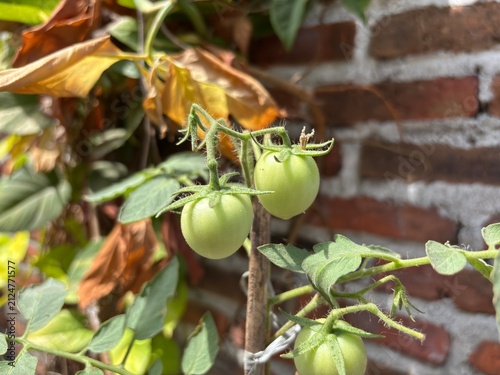 Obraz na plátně Close-up of unripe green tomatoes growing on a vine against a brick wall backgro