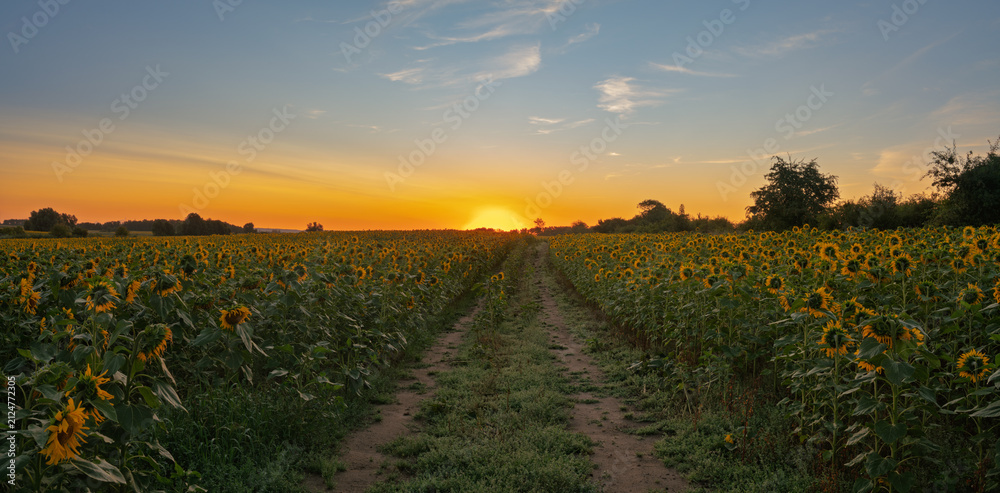 Fototapeta premium A dirt road amid blooming sunflowers at sunrise