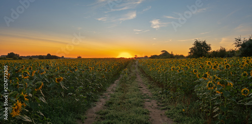 A dirt road amid blooming sunflowers at sunrise