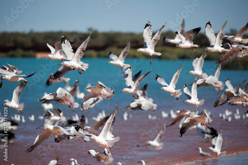 Silver Gulls (Chroicocephalus novaehollandiae) in flight along red sandy coastline with turquoise water at Red Sand Beach, Roebuck Bay, Broome, Western Australia