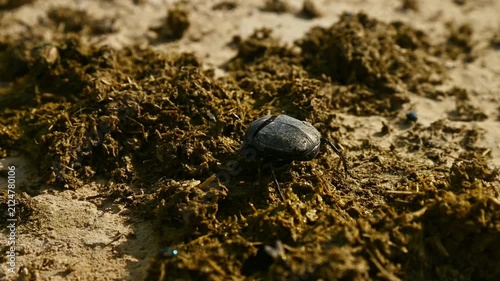 Close-up of dung beetle rolling dung in slow motion on sandy ground