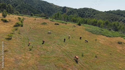 Cattle Grazing on a Forested Mountain Pasture