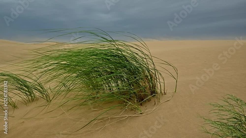 Grass sways gently in the wind across sandy desert landscape under cloudy sky