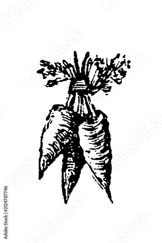 Cuadro en lienzo Three entwined carrots with leafy tops, tied at stems, old vintage illustration, 1897