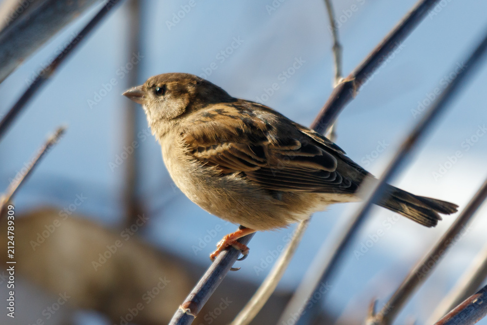 Obraz premium Small bird perches on thin branch against clear sky