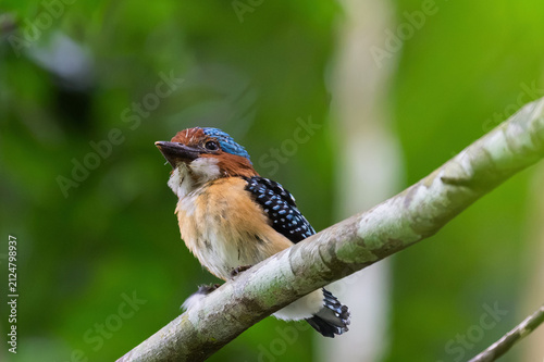 Obraz na plátne A juvenile male Banded Kingfisher (Lacedo pulchella) perched on a branch, waiting for its parents to feed it in the forest