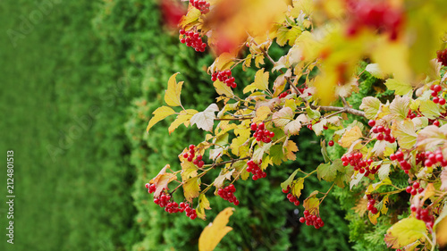 Ripe red viburnum berries in the garden