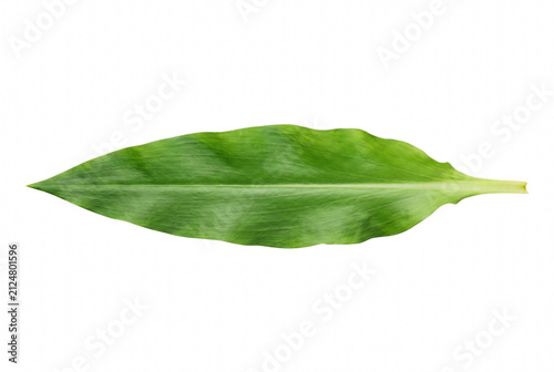 Single Long Vibrant Green Tropical Leaf