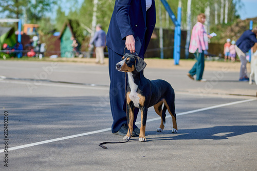A person holds a leash while a dog stands nearby at a park event. Other people are walking around in the background. Trees and play equipment are visible
