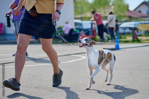 A person walks their dog on a leash in a park during an outdoor event. People are gathered and cars are parked nearby