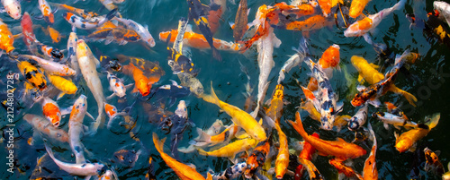 Fotografie There are many colorful Japanese carp fish swimming in the water